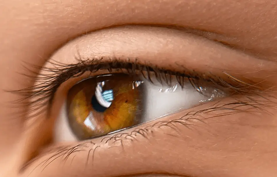 eyelids